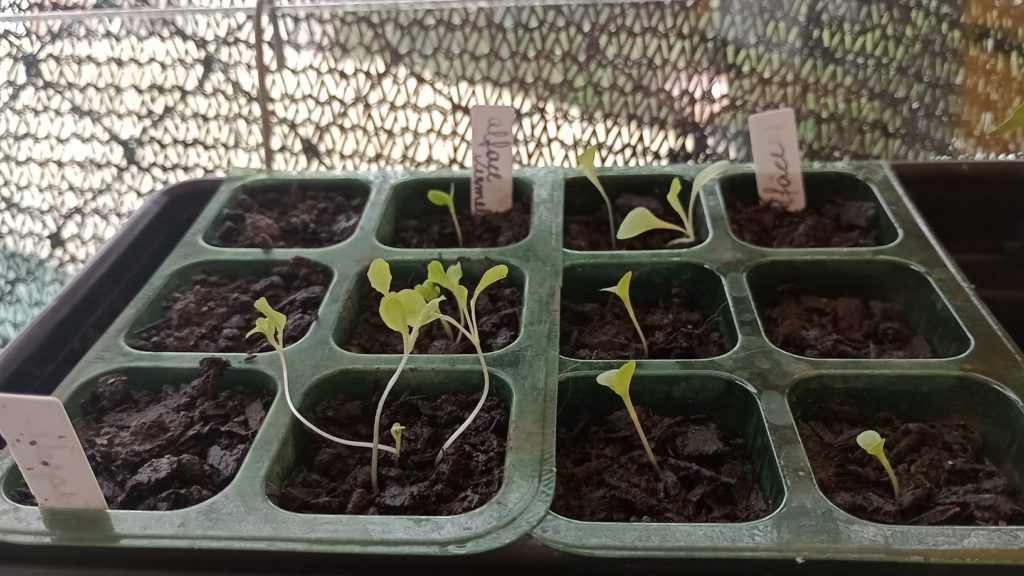 horta caseira sustentável vida verde